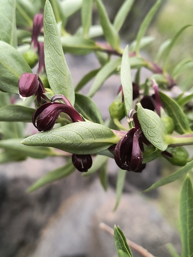 Lobelia polyphylla, photograph 4