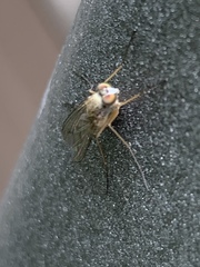 Diptera