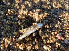 Catostomus occidentalis