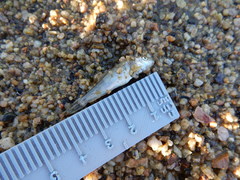 Catostomus occidentalis