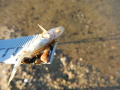 Catostomus occidentalis