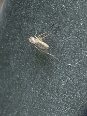 Diptera