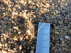 Catostomus occidentalis