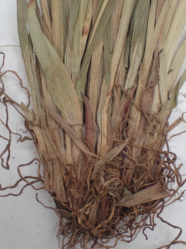 Image of Carex ormostachya by no rights reserved