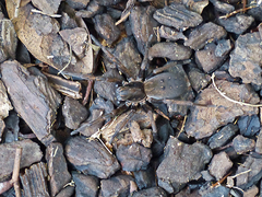 Uliodon albopunctatus