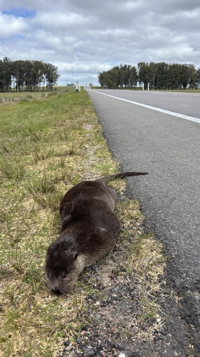 Central Neotropical River Otter