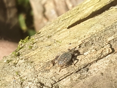 Otiorhynchus sulcatus