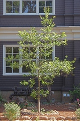 Quercus × comptoniae