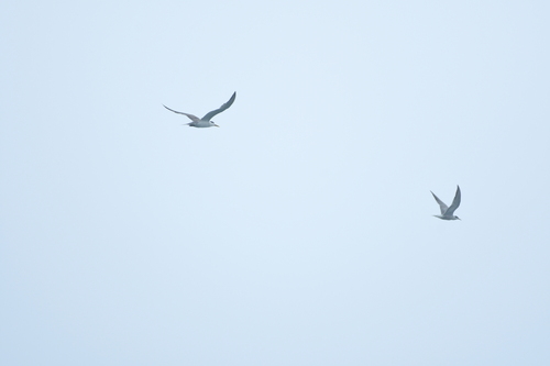iNaturalist image