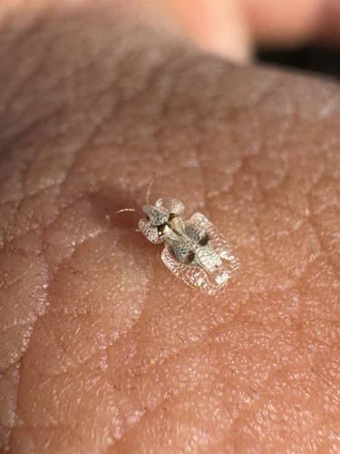 Eastern Sycamore Lace Bug