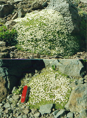 Lithodraba mendocinensis