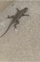Sceloporus occidentalis