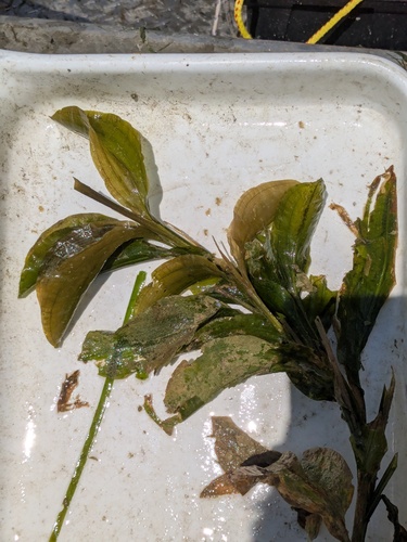 Potamogeton amplifolius, photograph 2