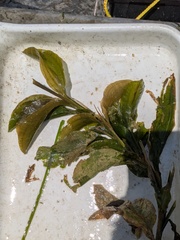 Potamogeton amplifolius, photograph (c) treelogical, some rights reserved (CC BY)