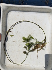 Rorippa aquatica