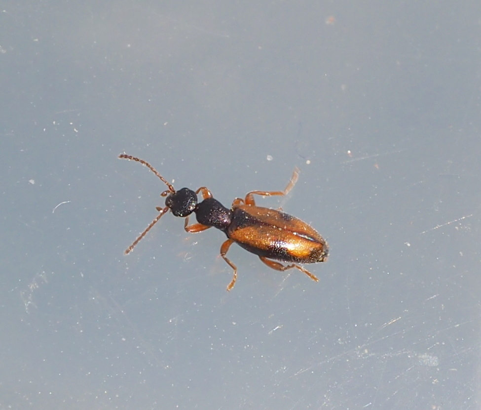 Cordicollis gracilis