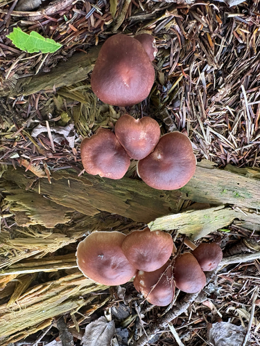 Agaricineae