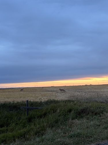 Coyote