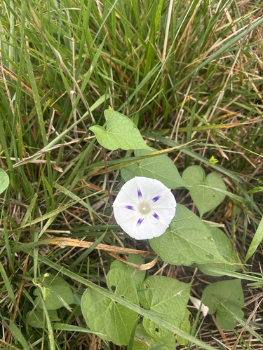 common morning-glory