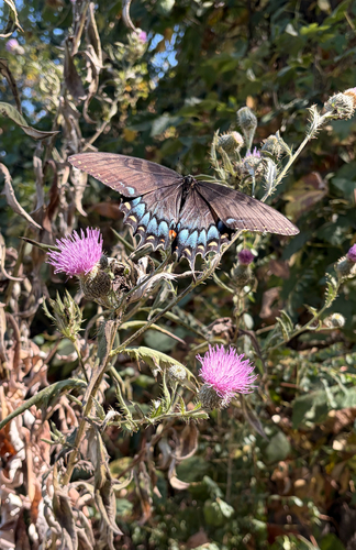 Eastern Tiger Swallowtail