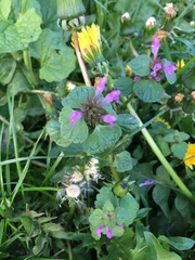 Lamium confertum