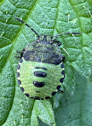Green Shield Bug
