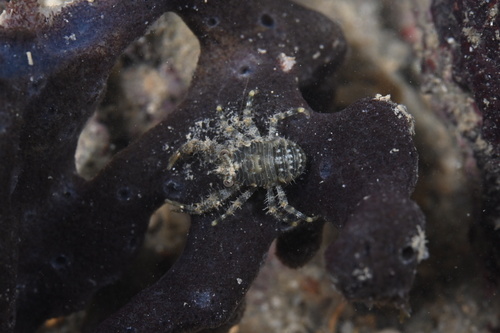 Galathea coralliophilus