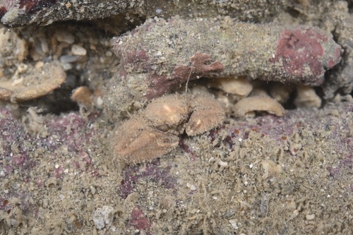 Enosteoides ornatus