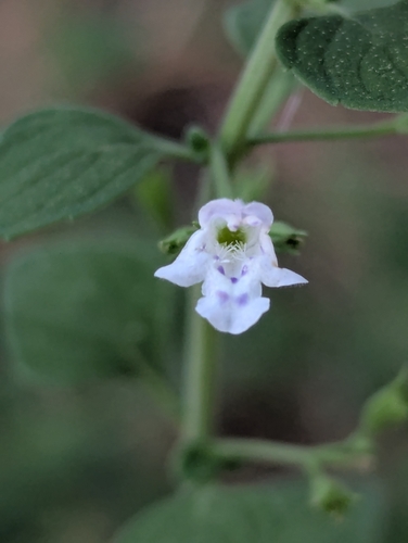 Lesser Calamint