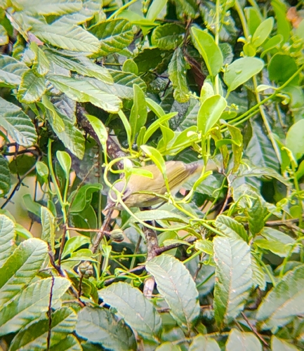Chivi Vireo