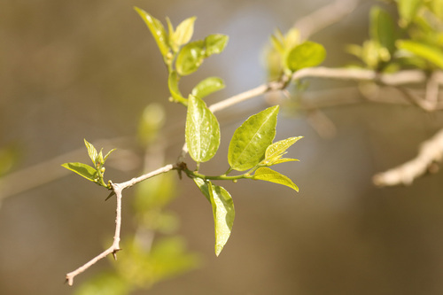 Celtis tala, photograph 1