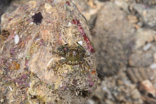 Lissoporcellana spinuligera