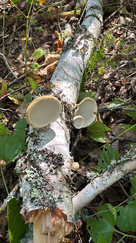 birch polypore