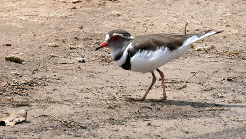 iNaturalist image