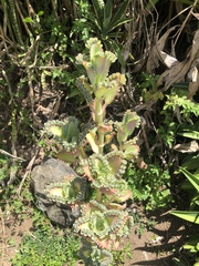 Kalanchoe laetivirens