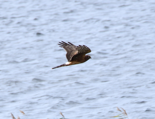 Hen Harrier
