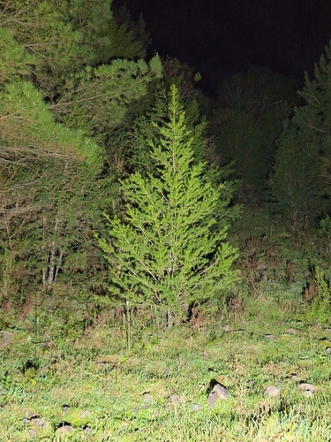 Podocarpus lambertii