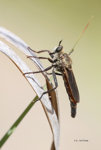 Ospriocerus