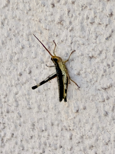 Slender Range Grasshopper