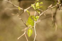 Celtis tala