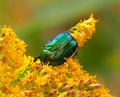 European Rose Chafer