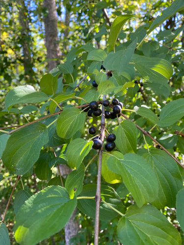 common buckthorn