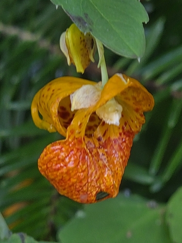 common jewelweed