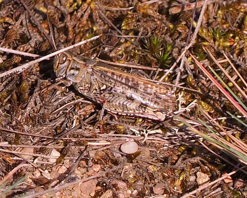 Italian locust