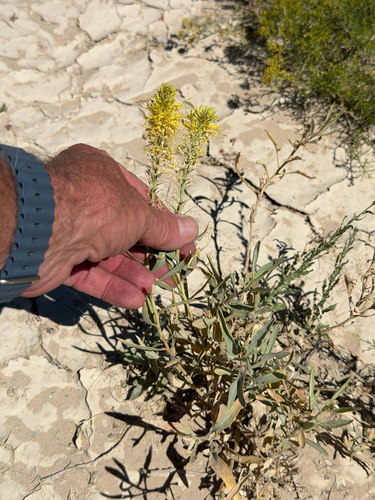 Stanleya pinnata, photograph 4