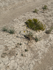 Stanleya pinnata, photograph (c) CK2AZ, some rights reserved (CC BY)