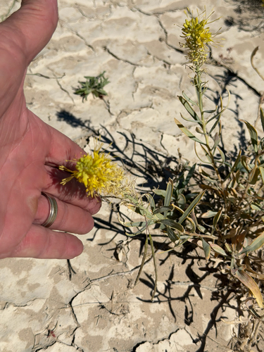 Stanleya pinnata, photograph 5