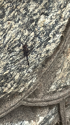 Granite Ghost