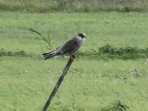 Red-footed Falcon