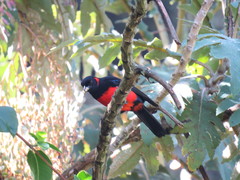 Anisognathus igniventris